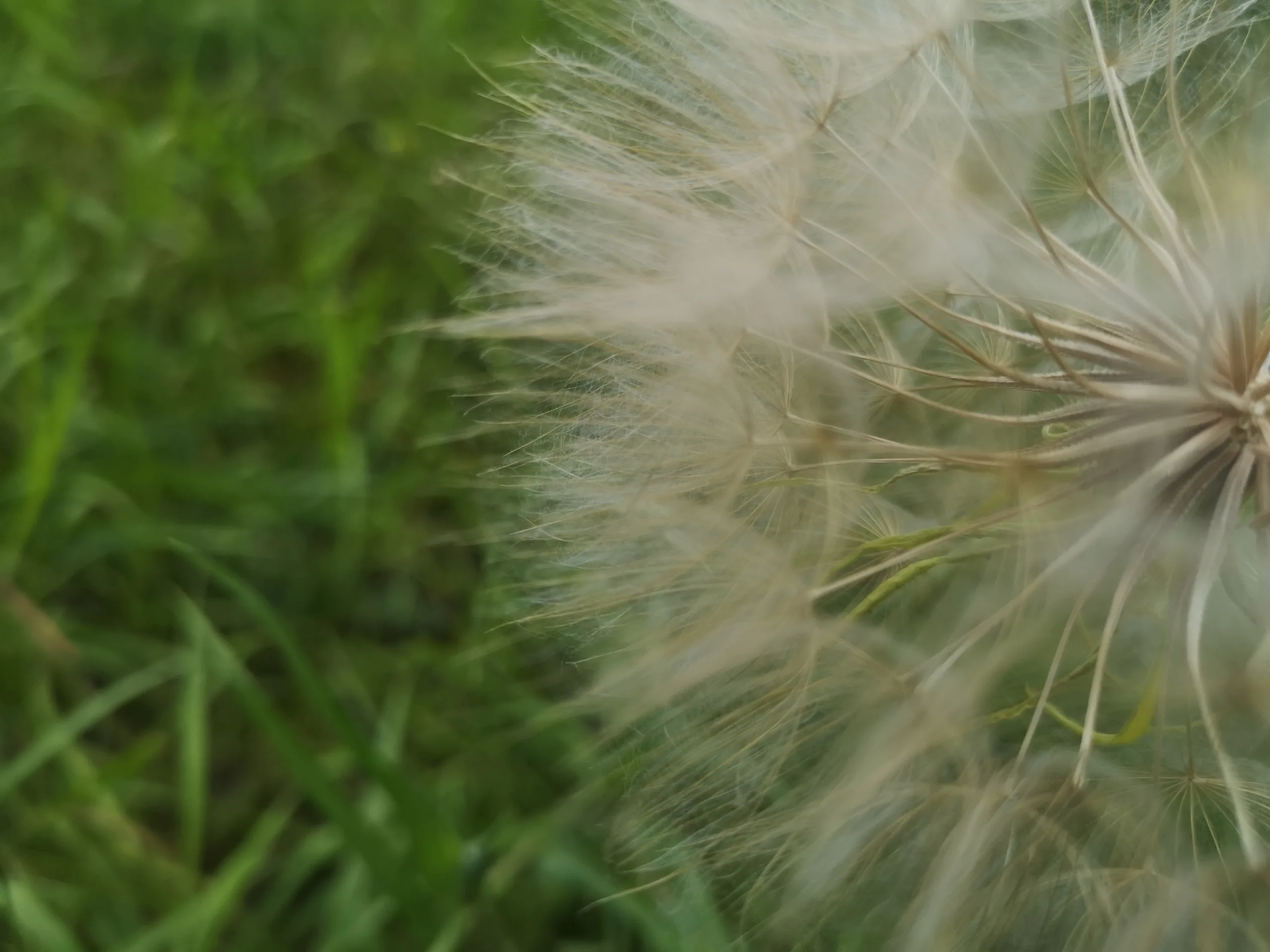 Pusteblume